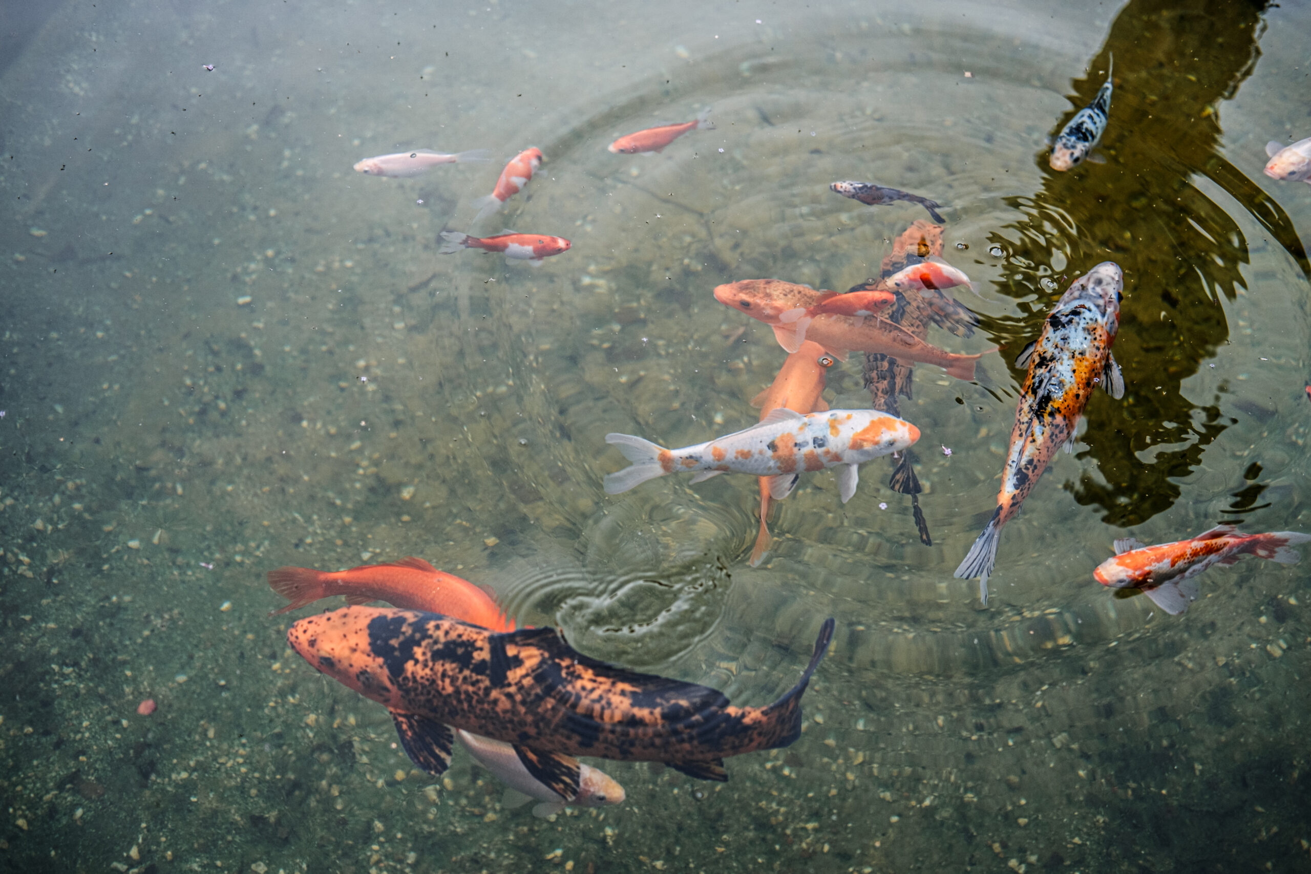 Koi pond care and maintenance in Staffordshire