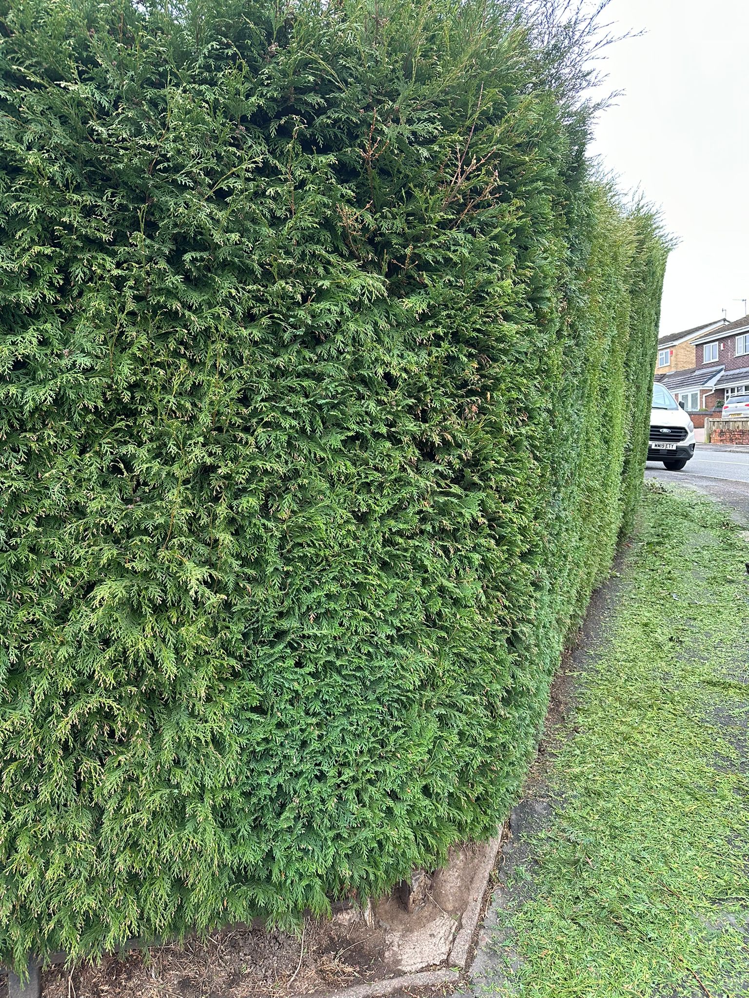 Hedge